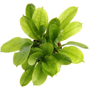 Dennerle Echinodorus Grisebachii Tropica Aquariumpflanze mit grünen Blättern.