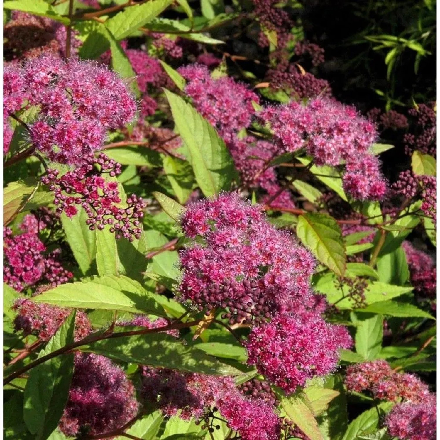Sommerspierstrauch Zigeunerblut 20-30cm - Spiraea japonica