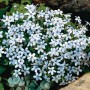 Blauer Bubikopf (Isotoma) im Topf, eine wintergrüne Staude mit hellblauen, sternförmigen Blüten.