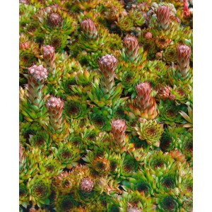 Dachwurz 'Othello' (Sempervivum tectorum) im 9x9 cm Topf, Nahaufnahme der rosettenförmigen Blätter.