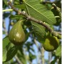 Feigenbaum 'Madeleine des 2 Saisons' mit grünen Feigen und Blättern am Zweig.