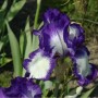 Nahaufnahme der lila-weißen Blüte einer Schwertlilie (Iris barbata) im Garten.