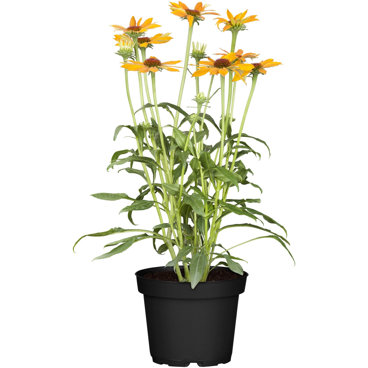 Purpursonnenhut Orange Topf-Ø ca. 13 cm Echinacea purpurea günstig online kaufen