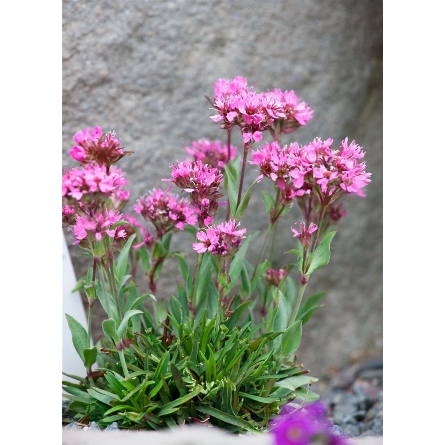 Lychnis Alpina Alpenlichtnelke Ca. 9x9 cm Topf günstig online kaufen