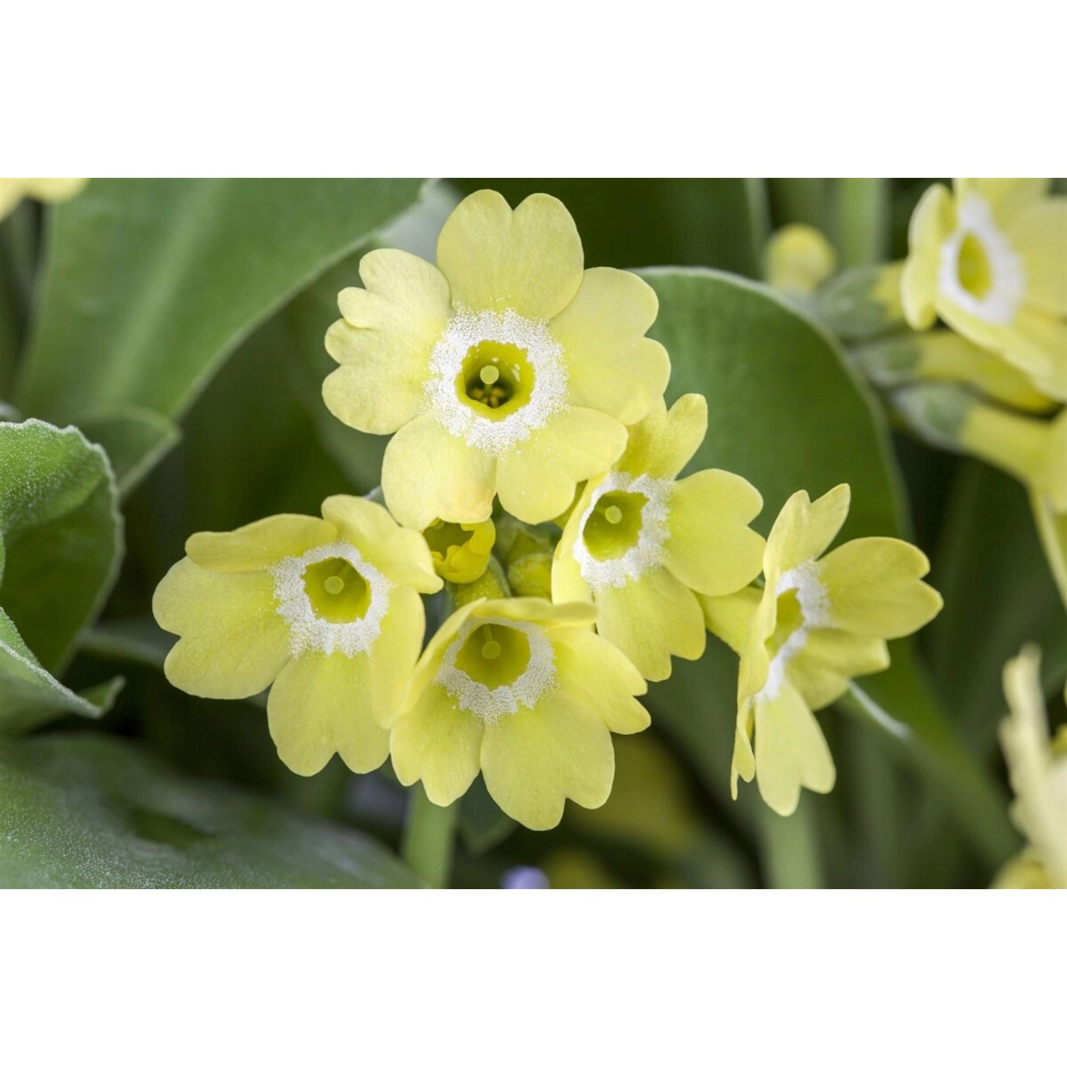 Primula Auricula Alpenaurikel Gelb Ca 9x9 cm Topf günstig online kaufen