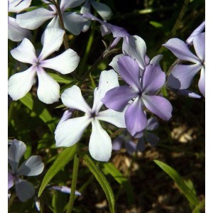 Nahaufnahme der Flammenblume Phlox divaricata mit weißen und lila Blüten.