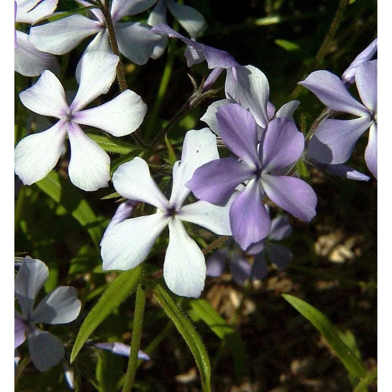 Flammenblume - Phlox divaricata