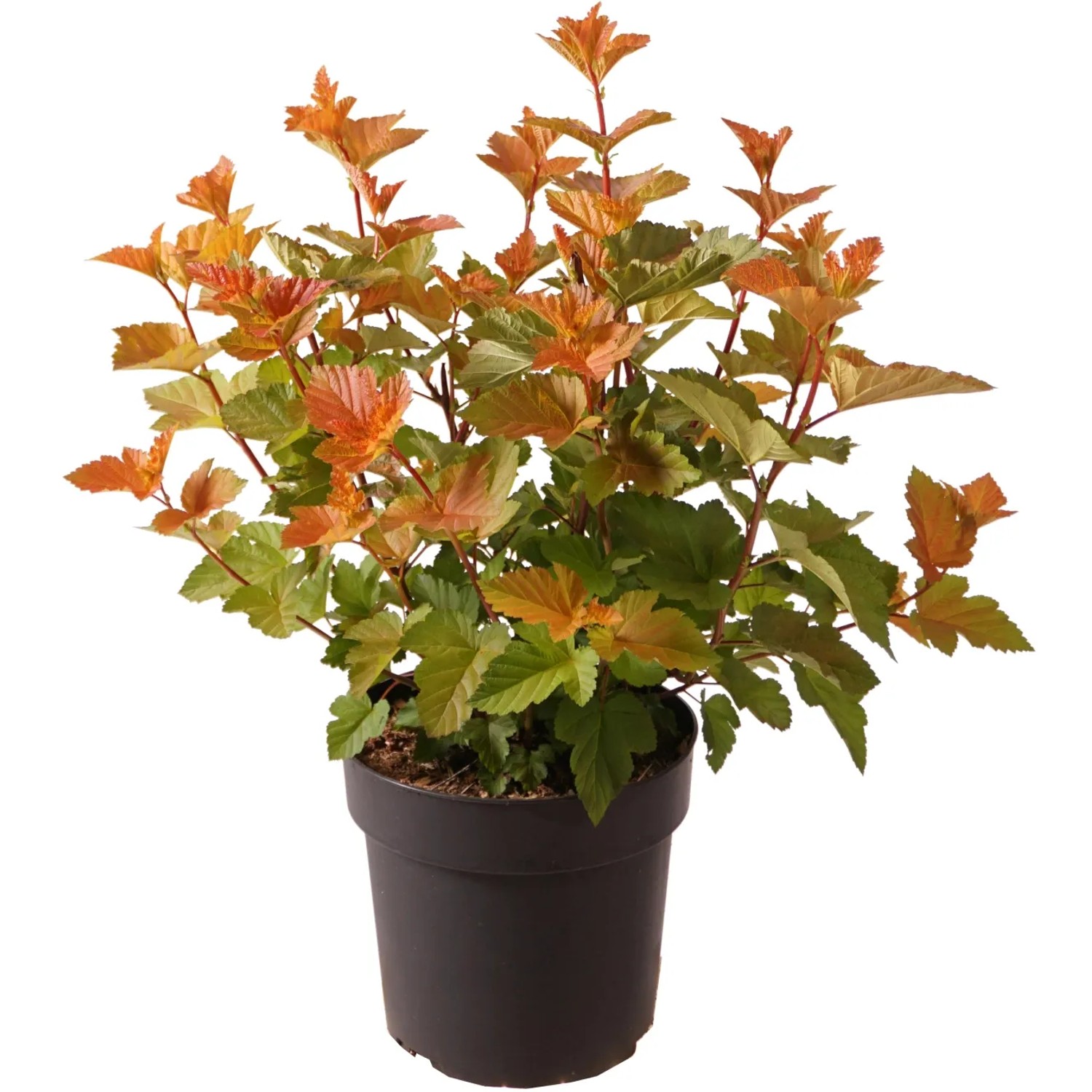 GROW by OBI Blasenspiere Magic Ball Höhe ca. 40 cm Topf 4,5, Physocarpus op.