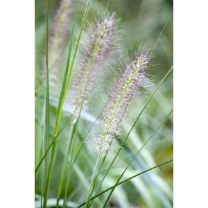 Detailaufnahme von Lampenputzergras (Pennisetum), dekoratives Ziergras für Garten & Beet.