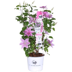 Waldrebe Yuan (Clematis) im Topf mit rosa-weißen Blüten und Rankhilfe.