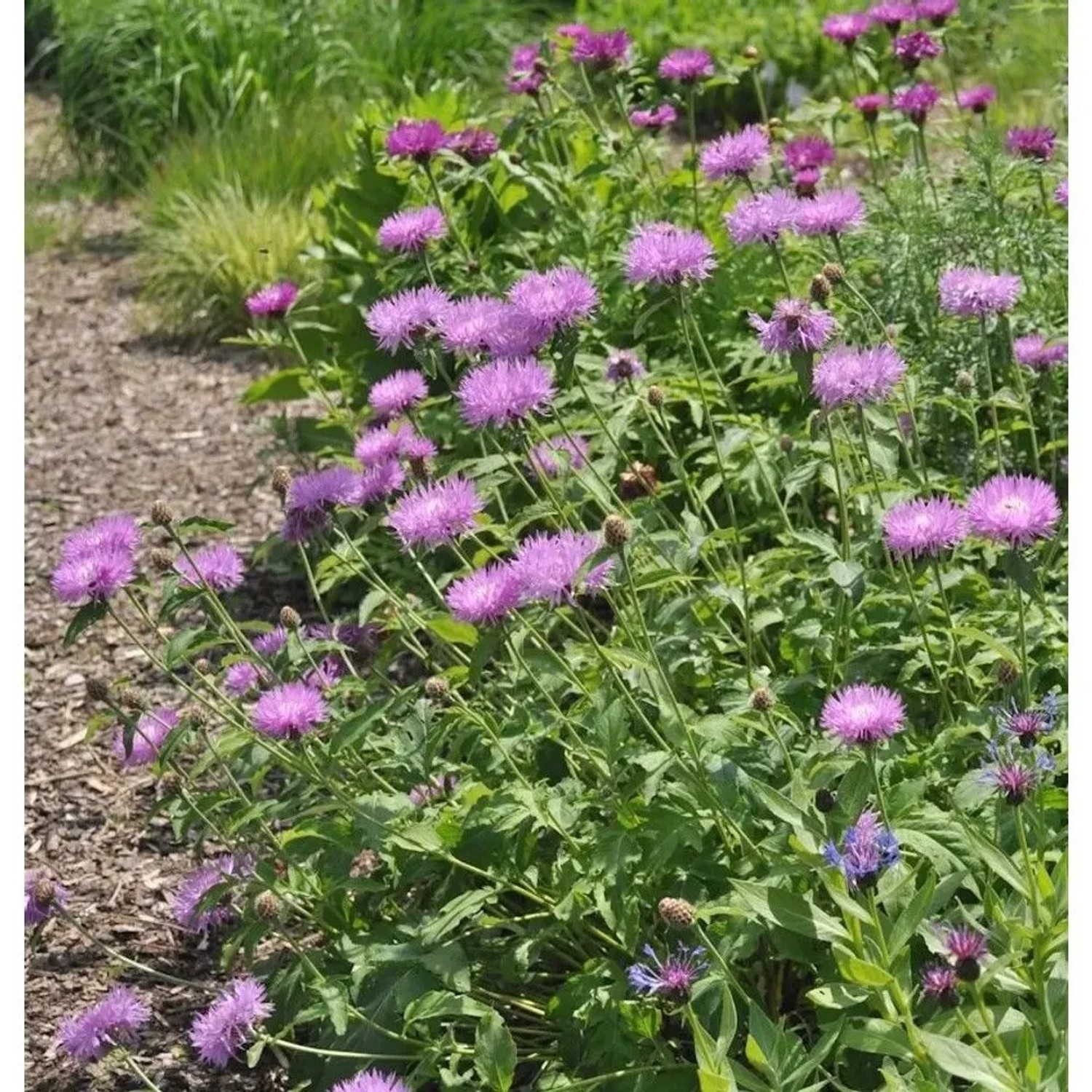 Filzige Flockenblume John Coutts - Centaurea hypoleuca