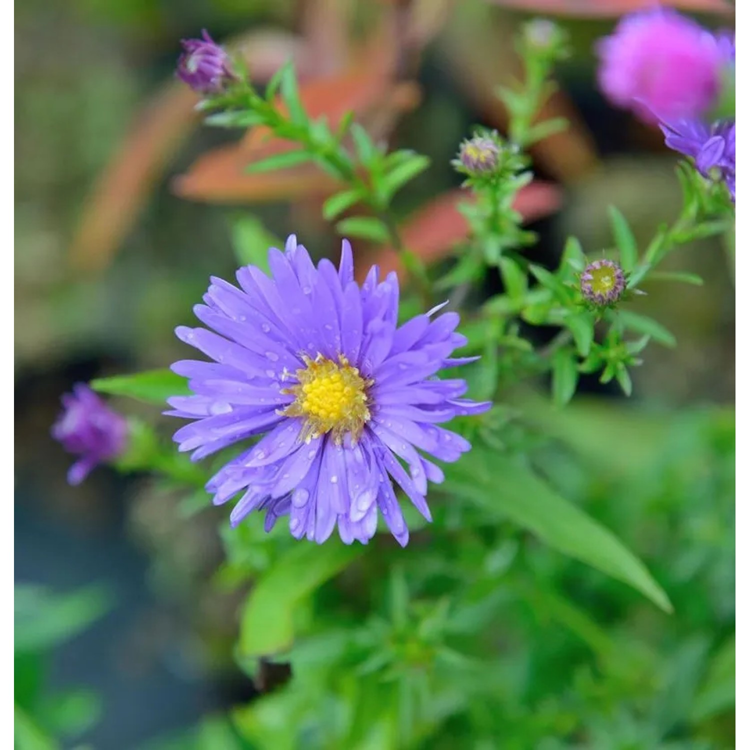 Rauhblattaster Zauberspiel - Aster novi belgii