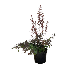 Baumfink Rote Heckenberberitze (Topfpflanze, 40-60cm) mit purpurfarbenen Blättern im Topf.