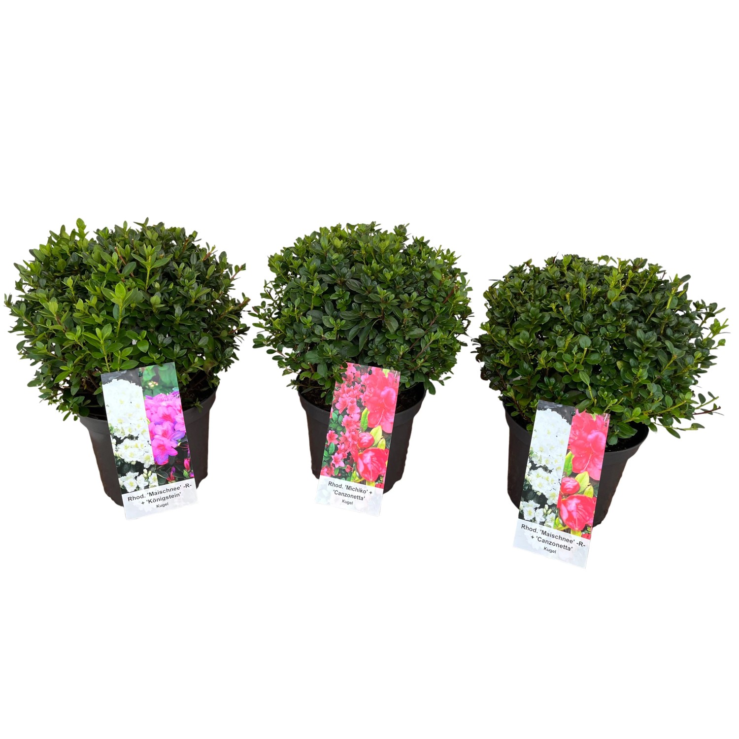 Japanische Azalee Kugel Duo 30-40 cm 5 l Rhododendron obtusum kaufen bei OBI