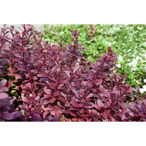 Blutberberitze 'Red Chief' (60-80 cm) als Heckenpflanze mit rotem Laub.