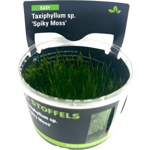 Stoffels Aquariumpflanze Taxiphyllum sp. Spiky Moos im Topf, grüne Farbe.
