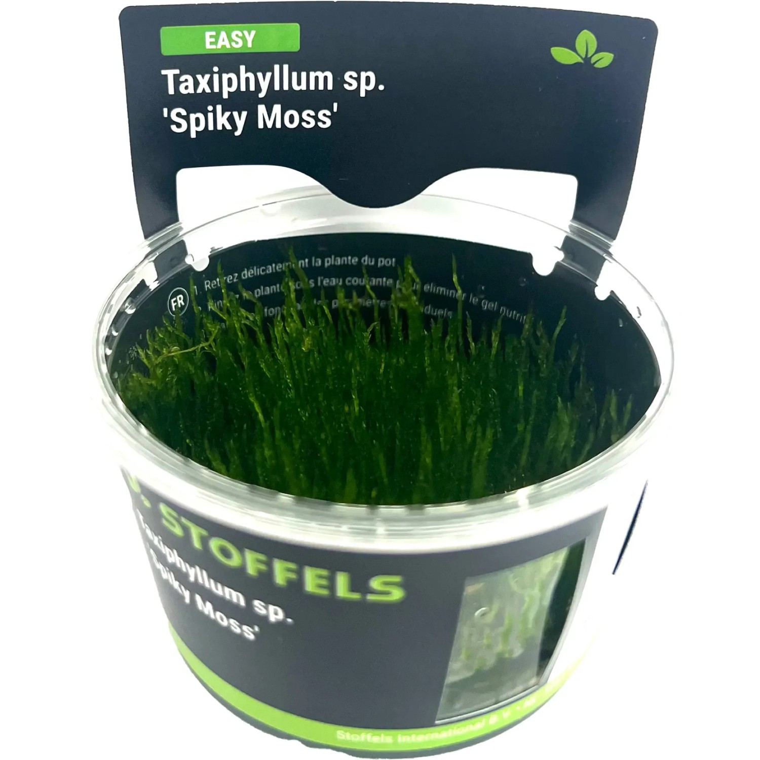 Taxiphyllum sp. Spiky Moss in-vitro