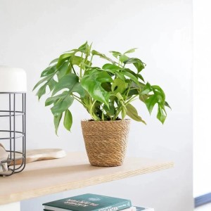 Fensterblatt Monstera Minima im Topf, ca. 25-35 cm hoch. Grünpflanze mit charakteristischen Blattdurchbrüchen.