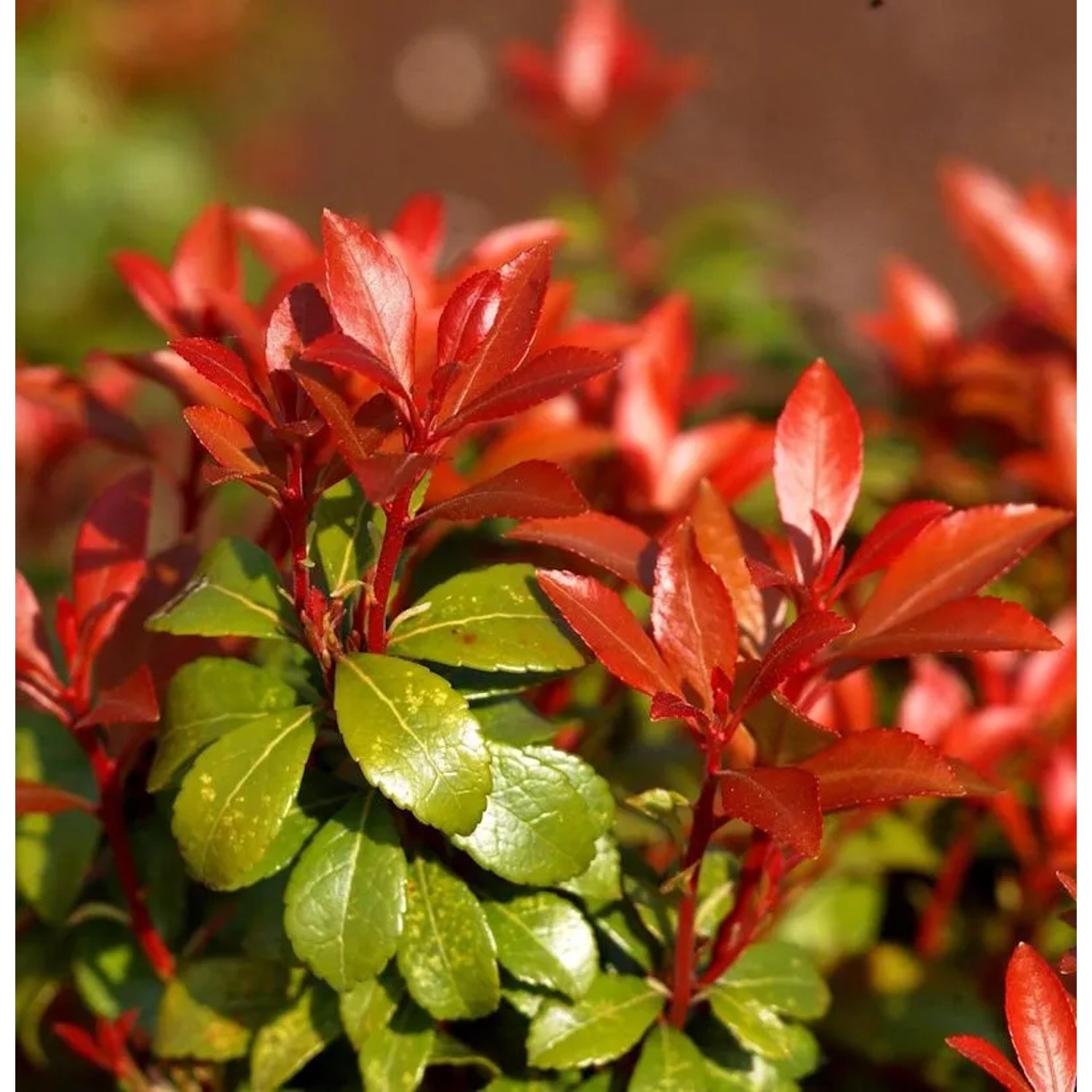 Schattenglöckchen Lavendelheide Little Heath Green 30-40cm - Pieris japonica