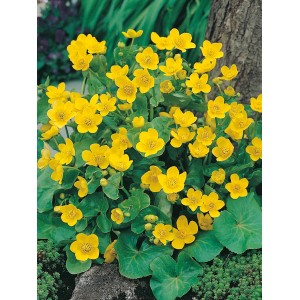 Gelbe Sumpfdotterblume im 18 cm Topf, Caltha palustris, eine frühblühende Teichpflanze.