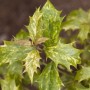 Bunter Osmanthus Heterophyllus Tricolor Strauch mit grün-weißem Laub, 30–40 cm hoch.