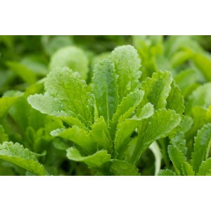 Nahaufnahme der grünen Blätter einer Echinops Banaticus Kugeldistel im Topf.