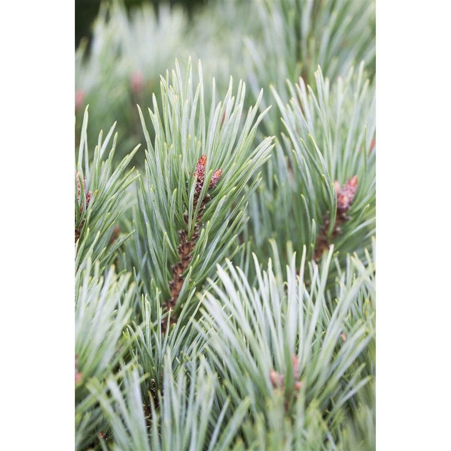 Pinus Flexilis Vanderwolfs Pyramid Limber-Kiefer 150–175 cm günstig online kaufen