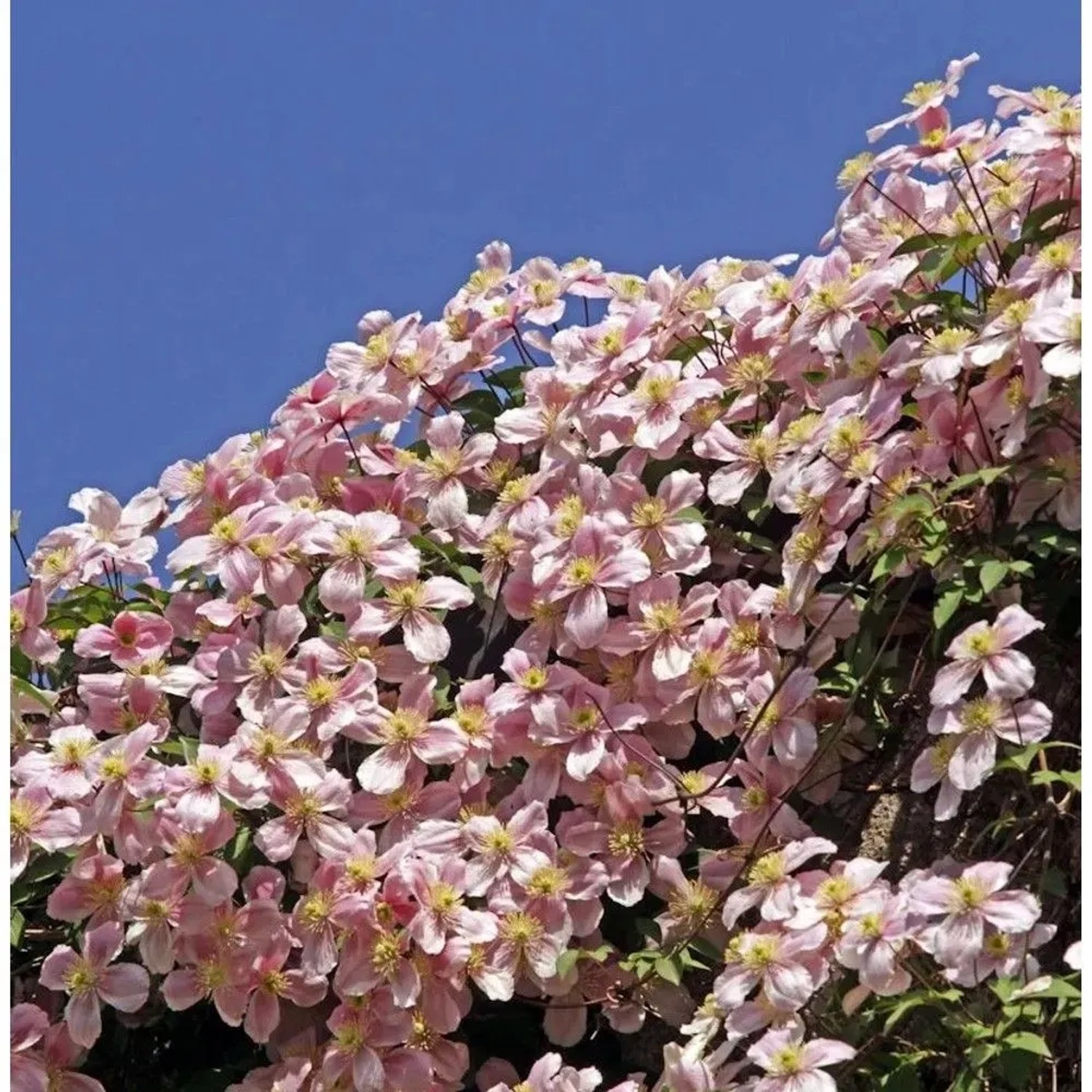 Immergrüne Duft Waldrebe Apple Blossom 125-150cm - Clematis armandii