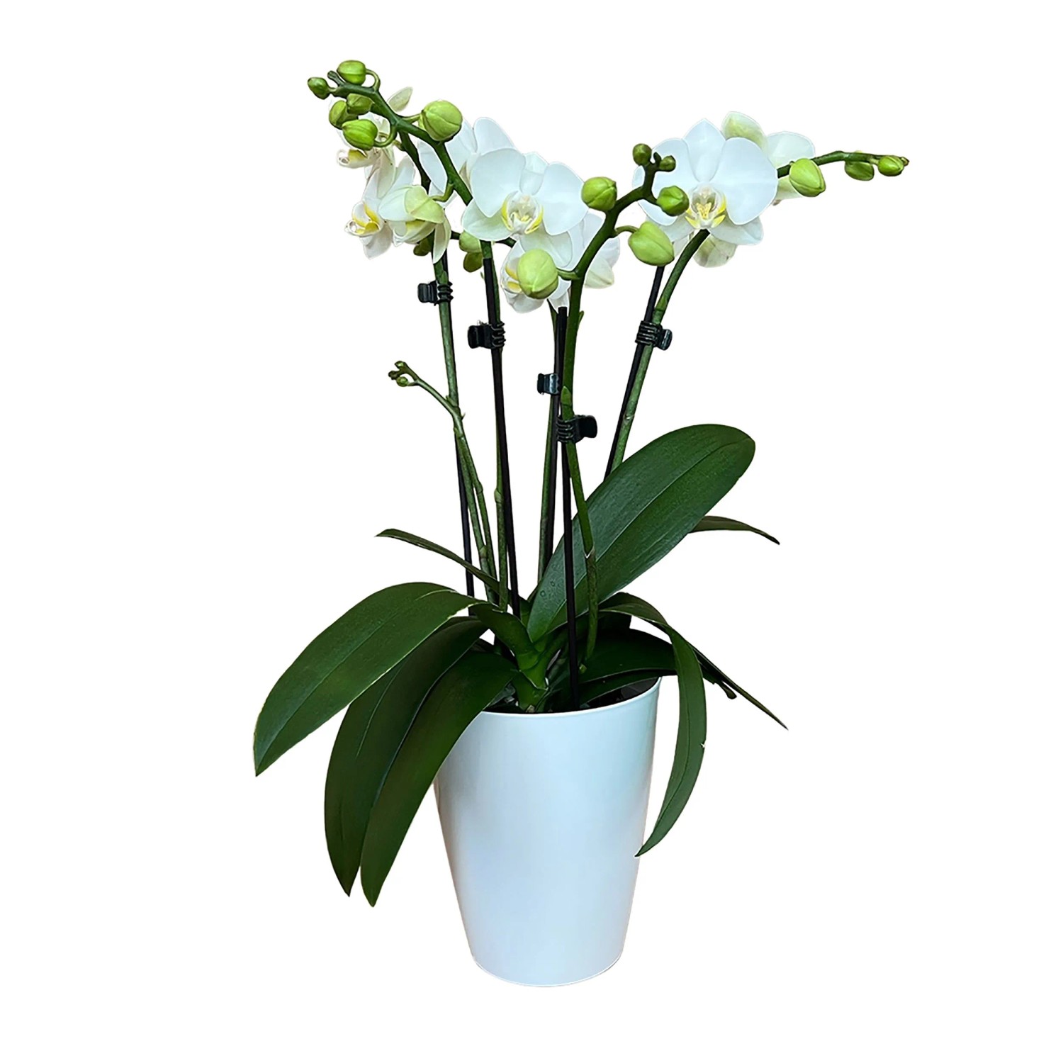 Schmetterlings-Orchidee "Showtime" 4+ Rispen Weiß Topf-Ø ca. 12 cm Phalaenopsis