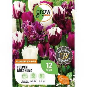 GROW by OBI Tulpen-Kollektion: Mischung aus purpurfarbenen und weißen Tulpen, 12 Stück.