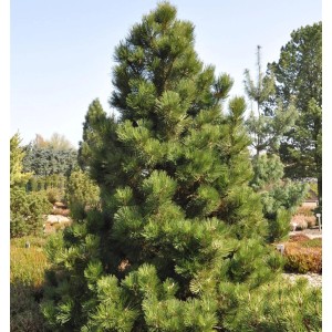 Bosnische Zwergkiefer Malinki (Pinus leucodermis), ca. 30-40cm hoch.