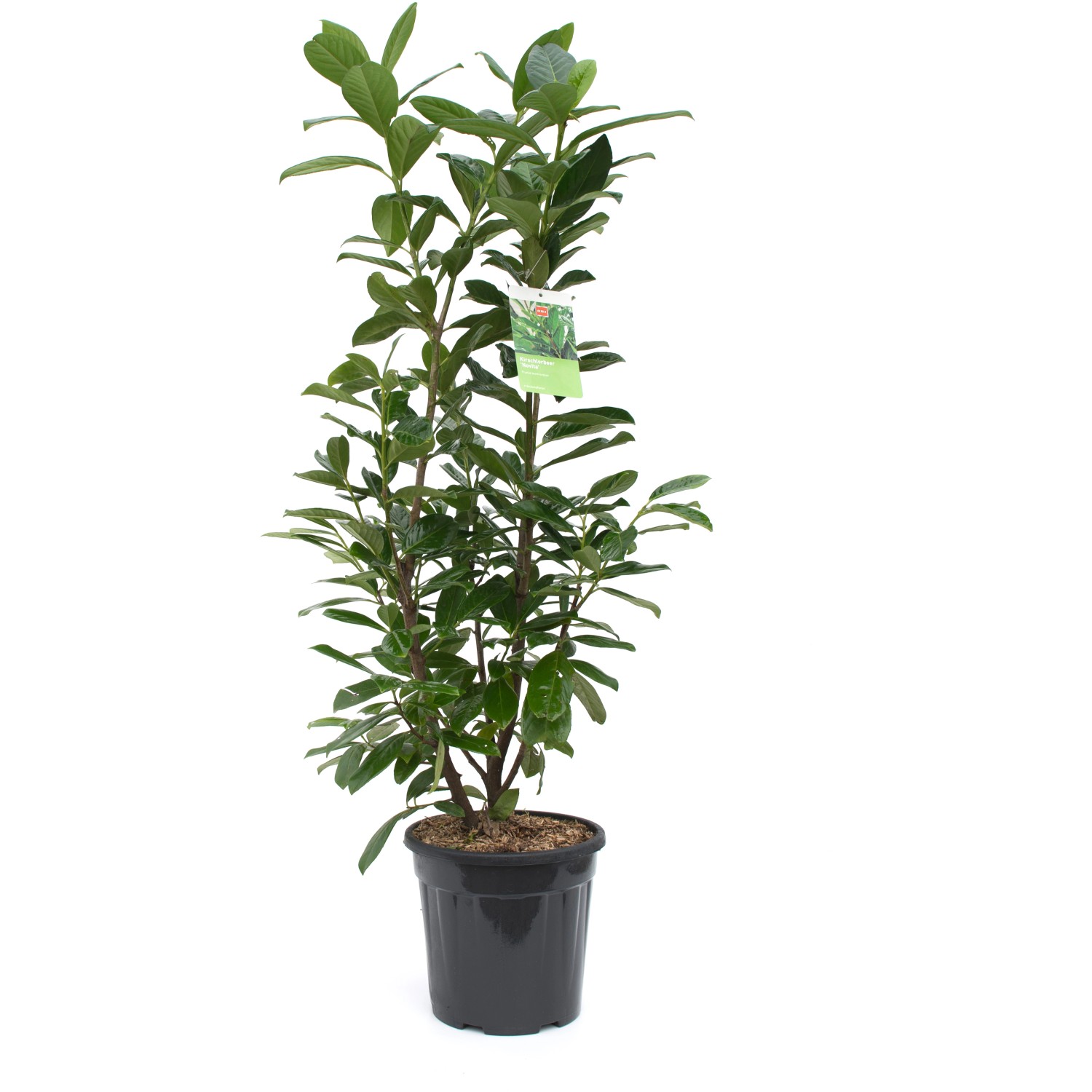 GROW by OBI Kirschlorbeer "Novita" Höhe ca. 100 cm Topf ca. 10 l kaufen