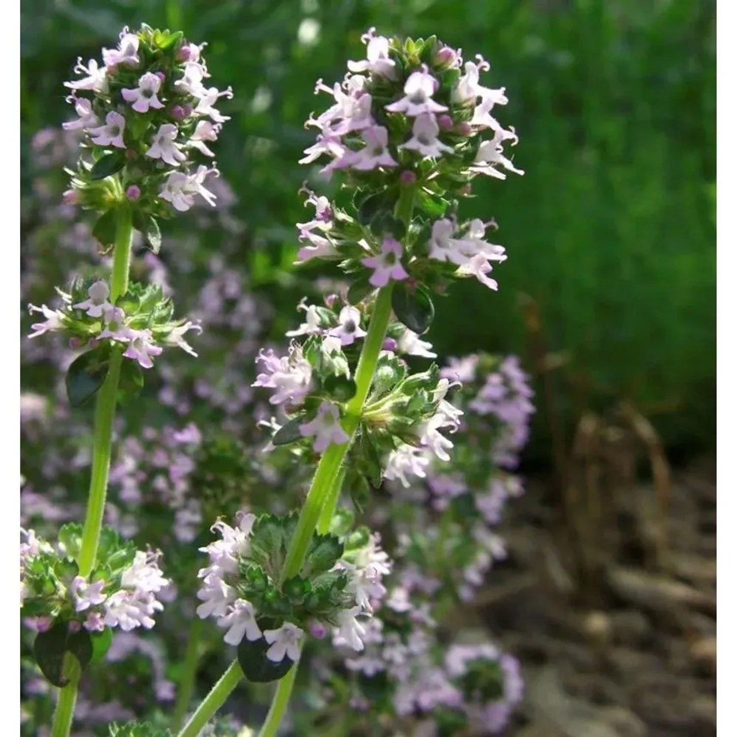 Zitronenthymian Bertram Anderson - Thymus citriodorus