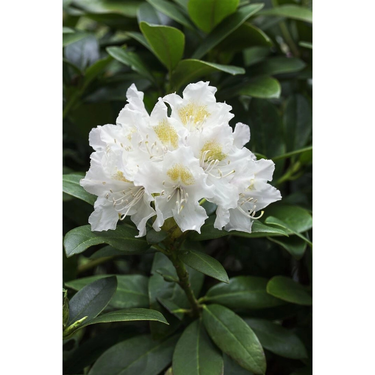 Rhododendron Brachycarpum Immergrün 70–80 cm günstig online kaufen