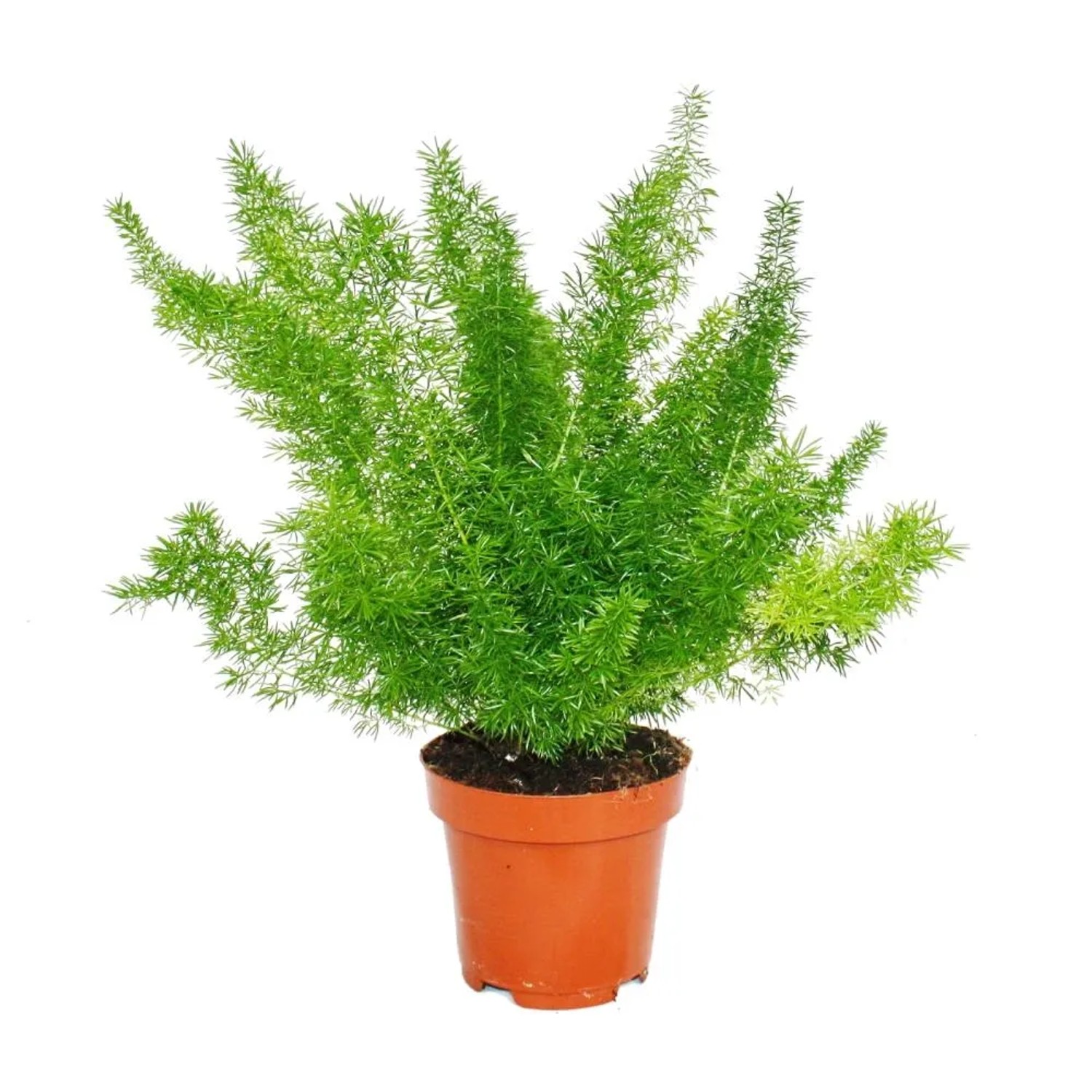 Zierspargel im Topf, Exotenherz 3er Set, verschiedene Asparagus Pflanzen.