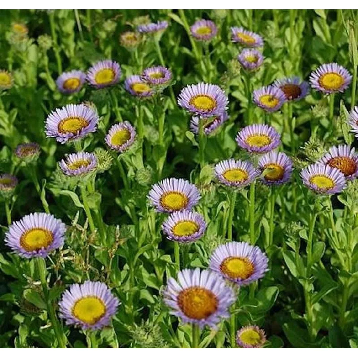 blaugrünes Gänseblümchen - Erigeron glaucus