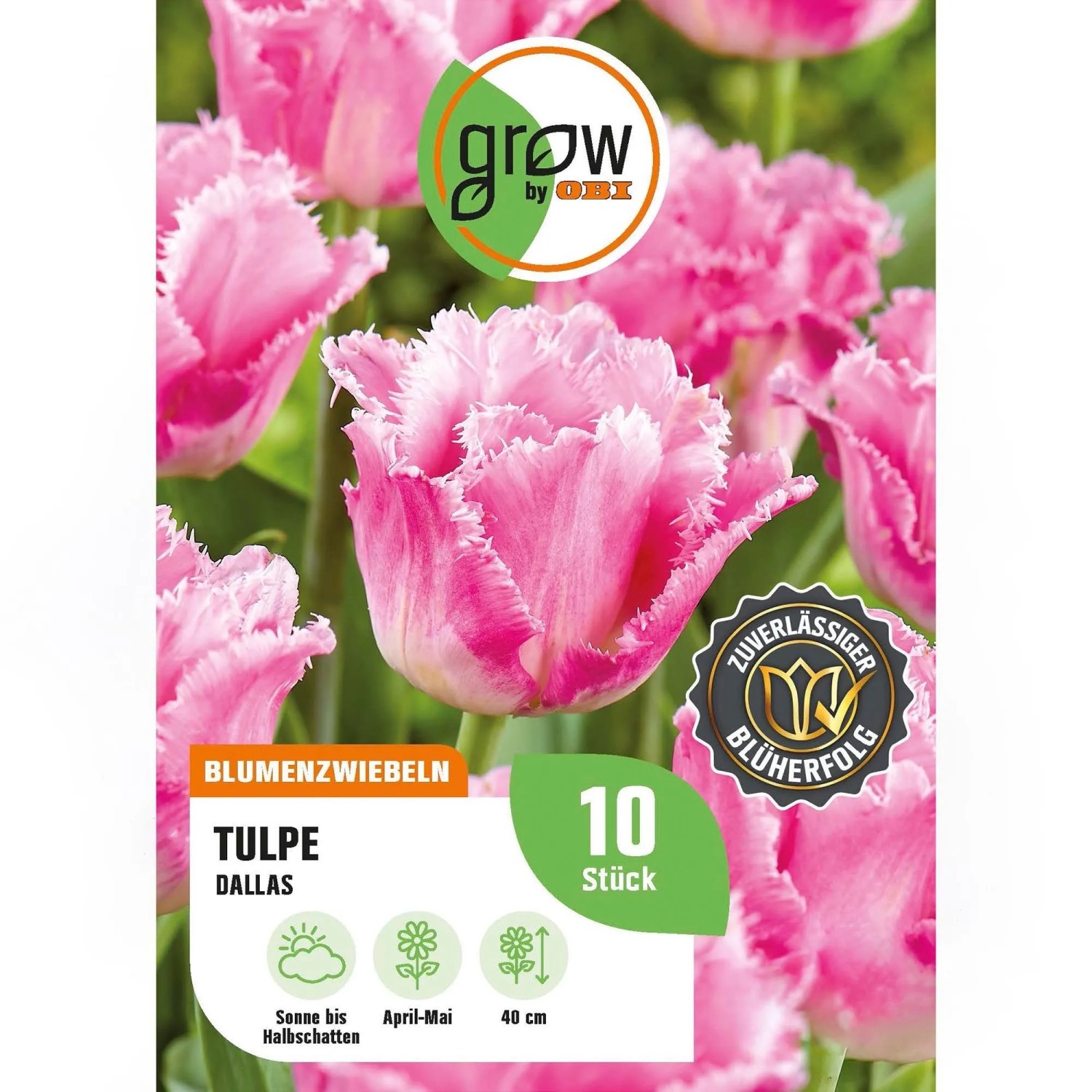 GROW by OBI Tulpe Dallas Rosa-Weiß 8 Stück Tulipa fringed Dallas