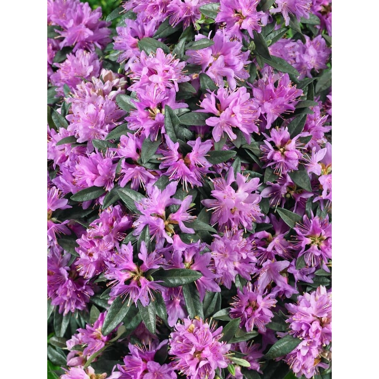 Rhododendron Russatum Azurwolke Blauviolett 15–20 cm günstig online kaufen