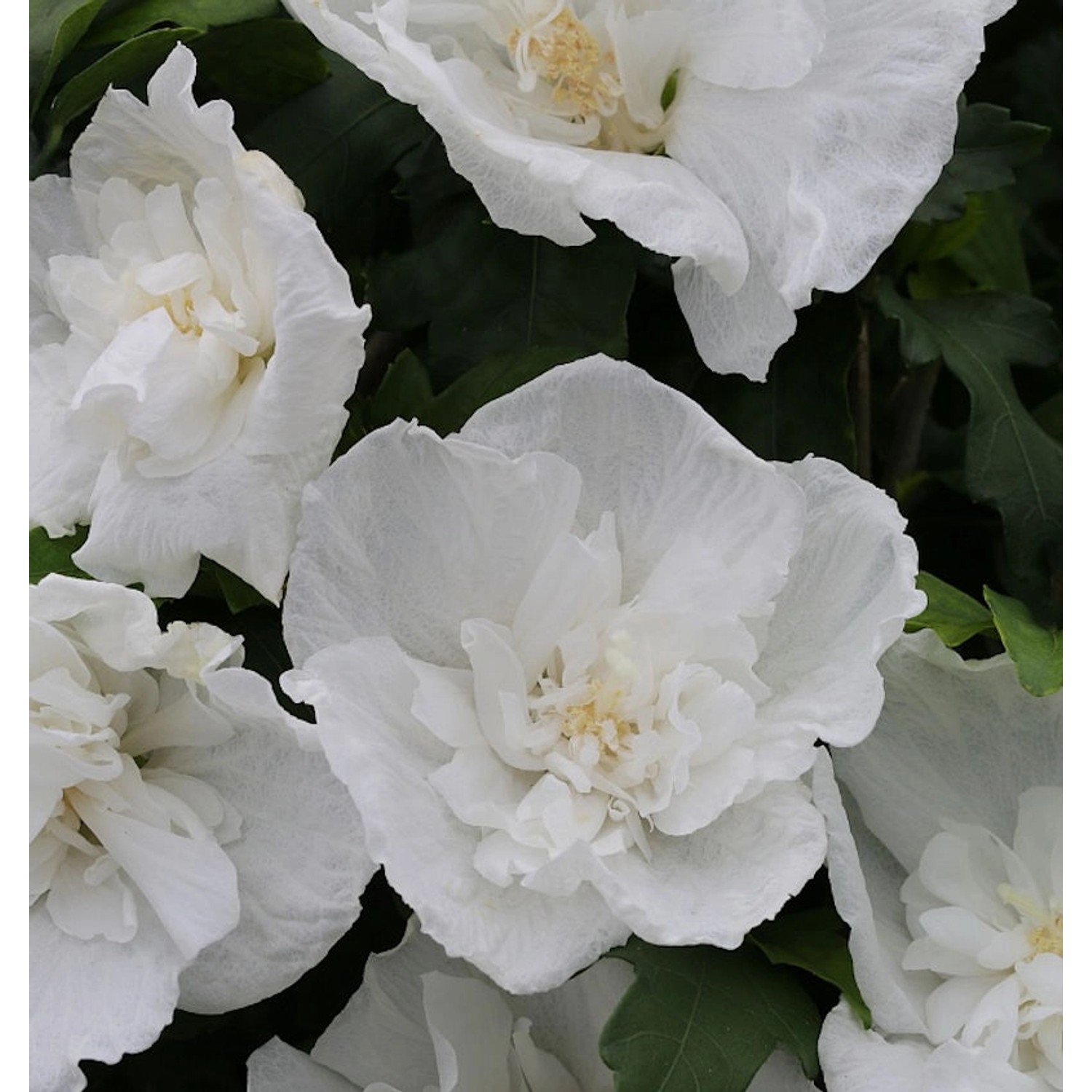 Garteneibisch Diana 125-150cm - Hibiscus günstig online kaufen