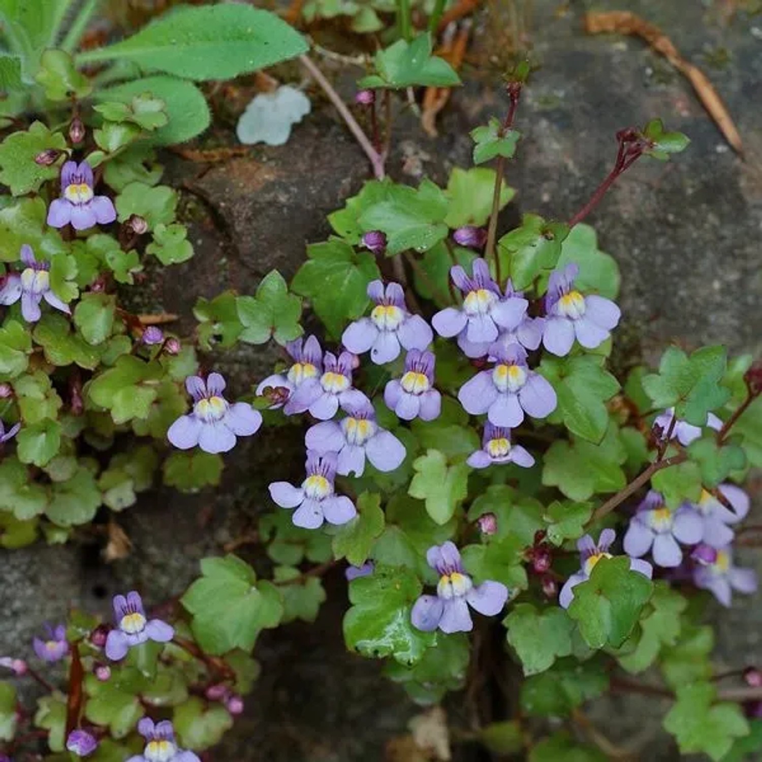 6 x Mauer-Zimbelkraut Cymbalaria muralis Topf 9cm Schattenpflanze