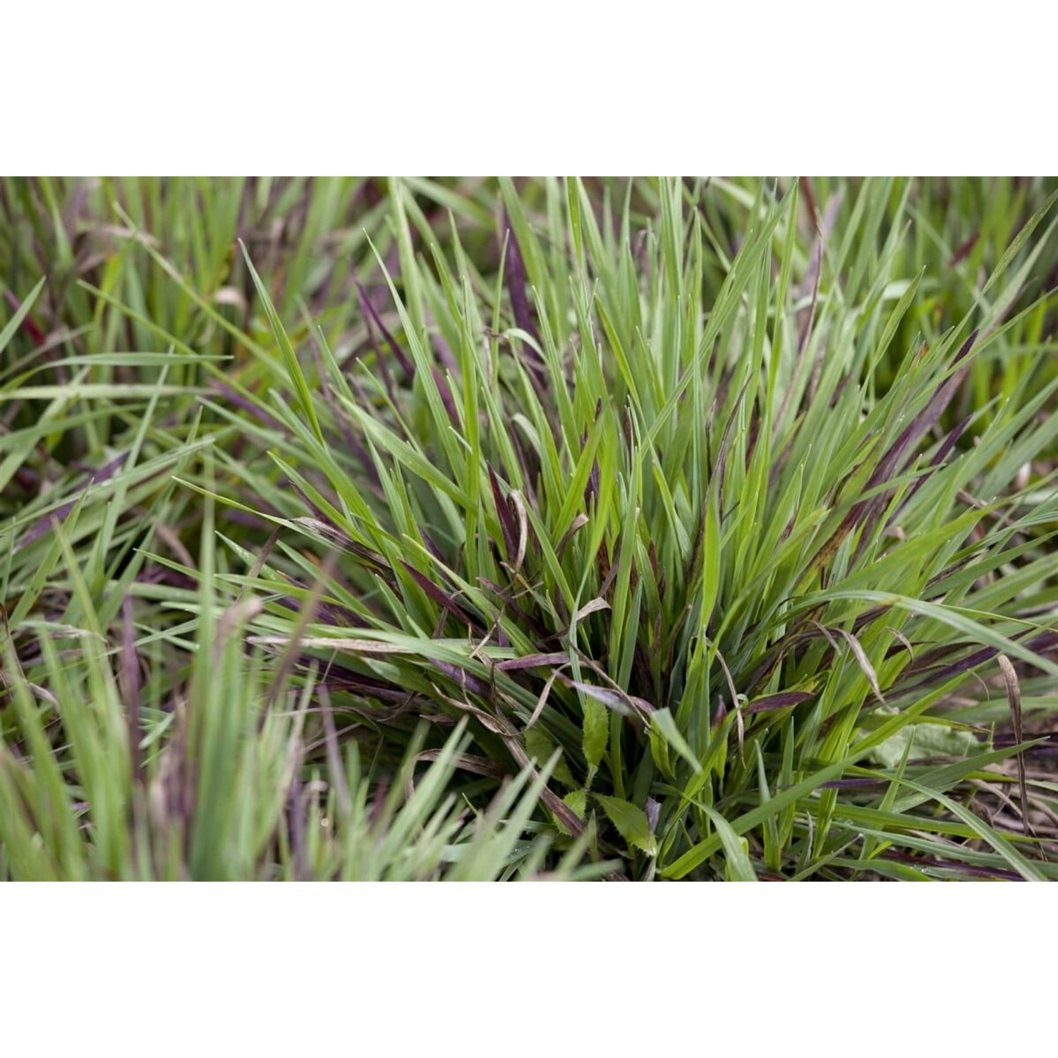 Luzula Pilosa Igel Waldmarbel Ca. 9x9 cm Topf günstig online kaufen