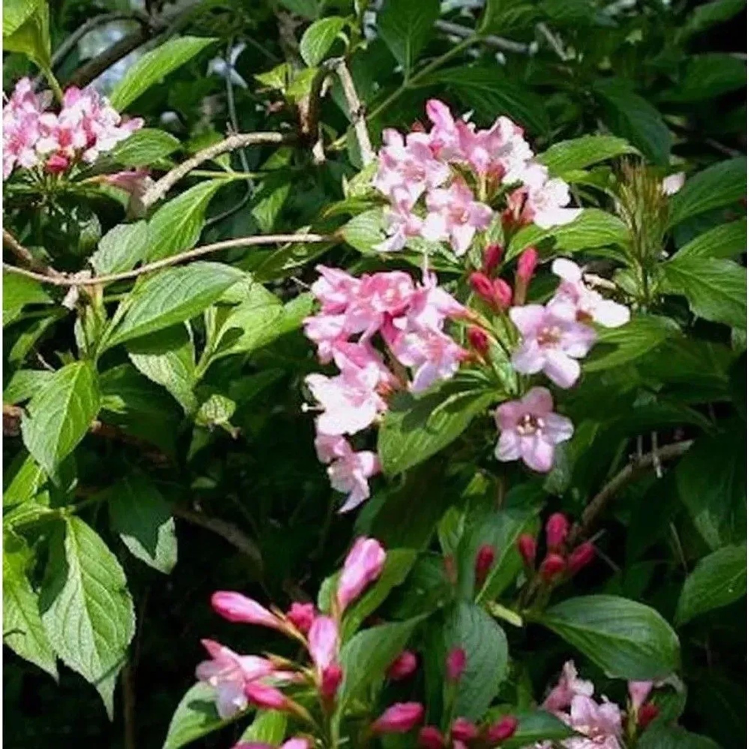 Liebliche Weigelie 80-100cm - Weigela florida