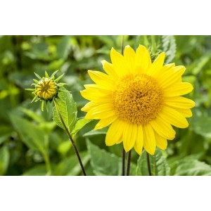 Gelbe Stauden-Sonnenblume Helianthus 'Capenoch Star' mit Blüte und Knospe im Garten.