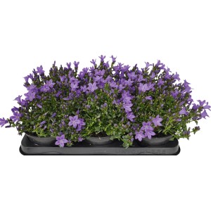 Glockenblume Catharine im 13 cm Topf, lila Blüten, ideal für Steingärten.