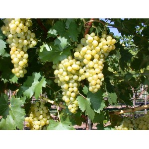 Weinrebe 'Phönix' mit reifen, gelbgrünen Trauben und grünen Blättern.