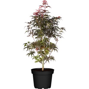 OBI Fächerahorn Skeeters Broom im Topf, ca. 40-60cm hoch, mit dunkelgrünen und roten Blättern.