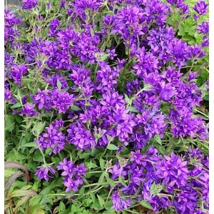 Nahaufnahme der violetten Blüten der Knäulglockenblume Joan Elliot.