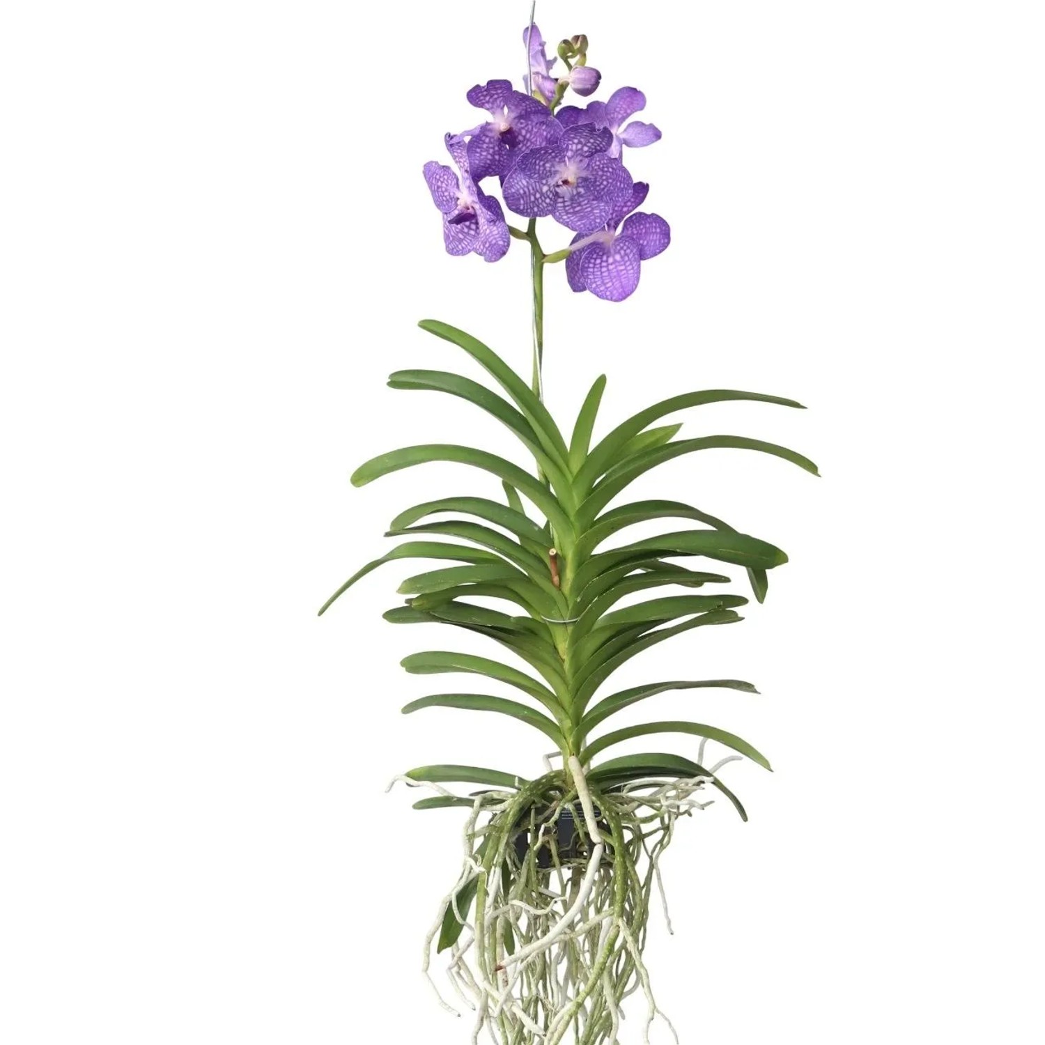 Plant In A Box Vanda-Orchidee Vanda 'Magic Royal Blue' Höhe 60cm Ø14 Blau