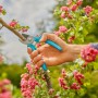 Gardena EasyCut Gartenschere in Aktion: Hand schneidet Ast mit Blüten. Präzise und einfach.