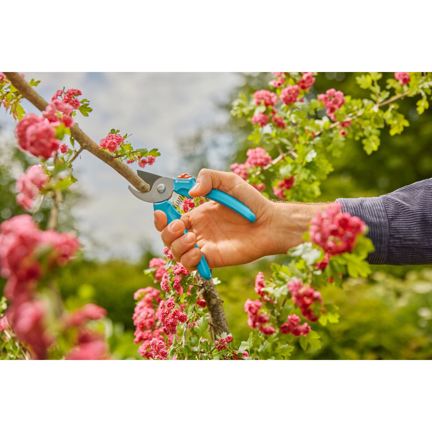 Gardena EasyCut Gartenschere in Aktion: Hand schneidet Ast mit Blüten. Präzise und einfach.